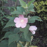 Hibiscus moscheutos Swamp Rose Mallow