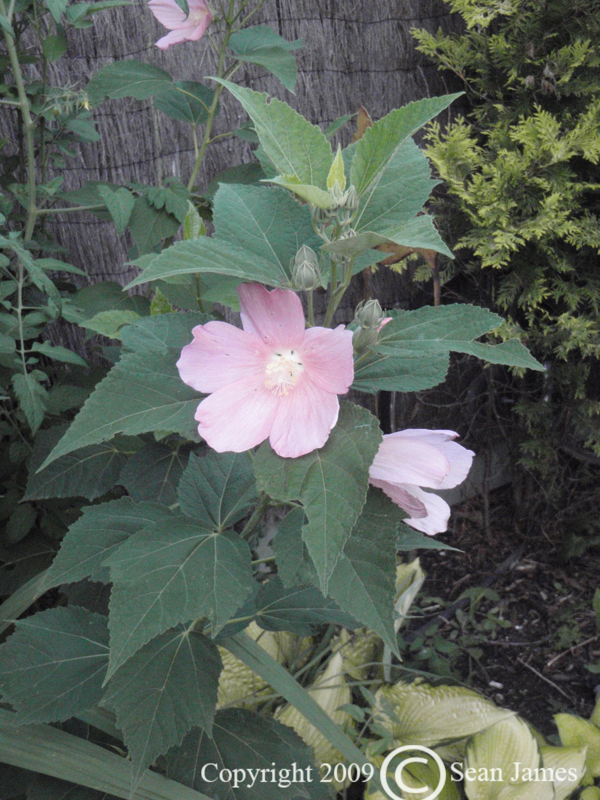 Hibiscus moscheutos Swamp Rose Mallow