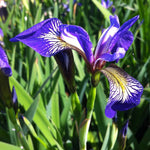 Iris versicolor Blue Flag Iris