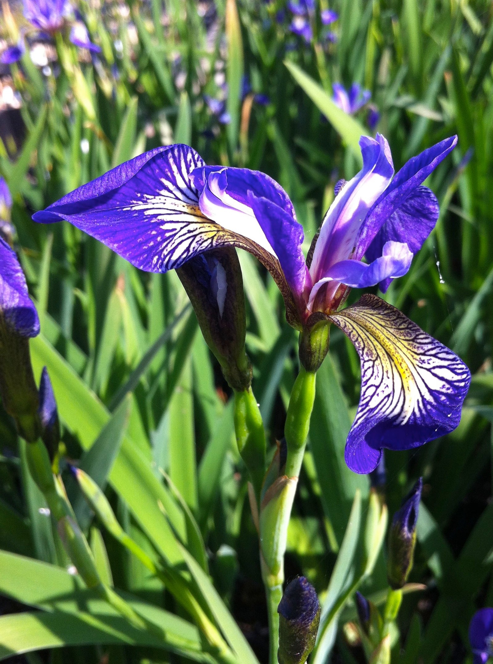 Iris versicolor Blue Flag Iris