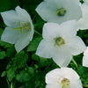 Campanula carpatica White Clips Carpathian Bellflower