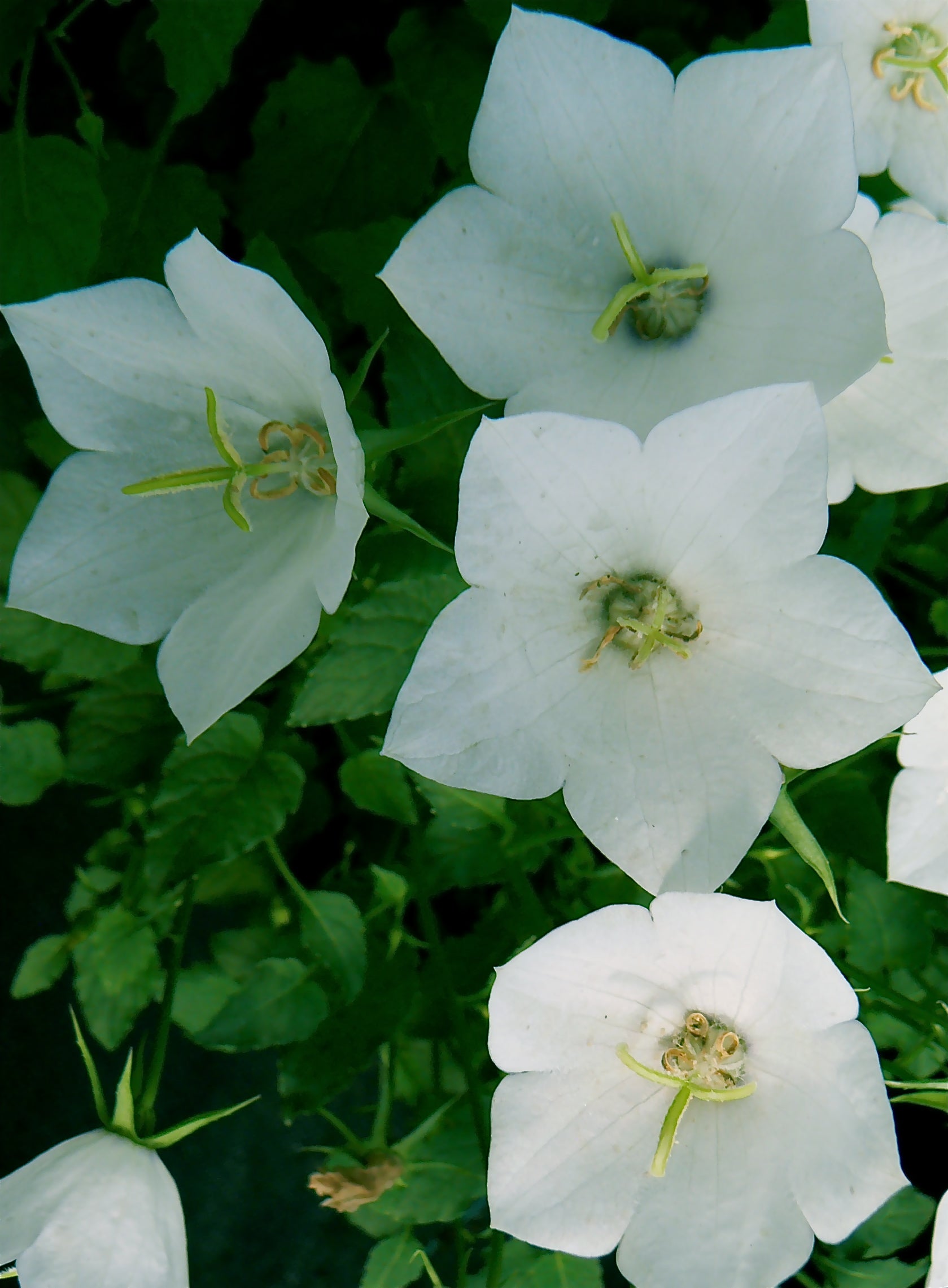 Campanula carpatica White Clips Carpathian Bellflower