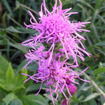 Liatris cylindracea Ontario Blazing Star