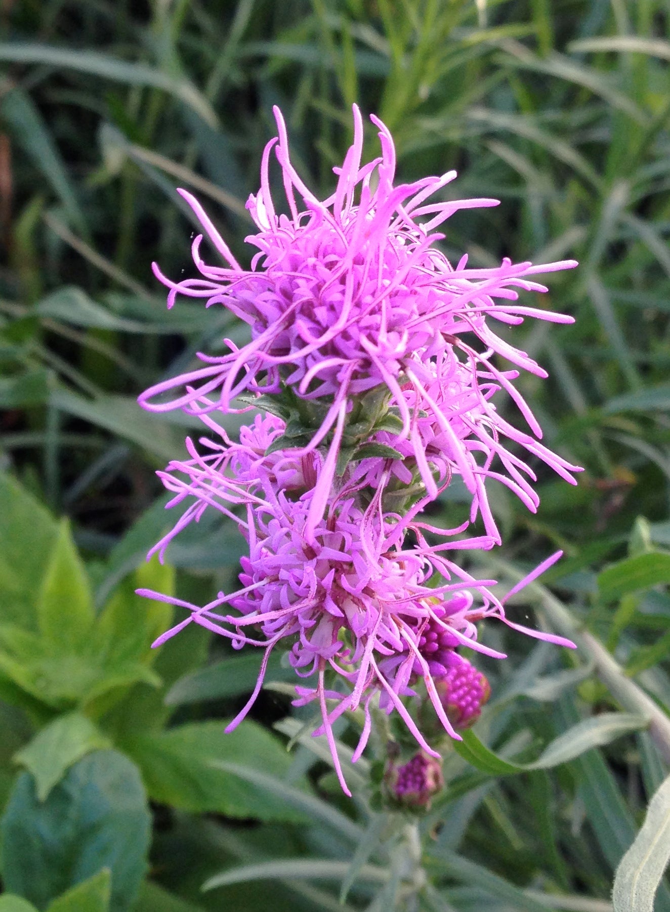 Liatris cylindracea Ontario Blazing Star