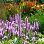 Liatris spicata Dense Blazing Star