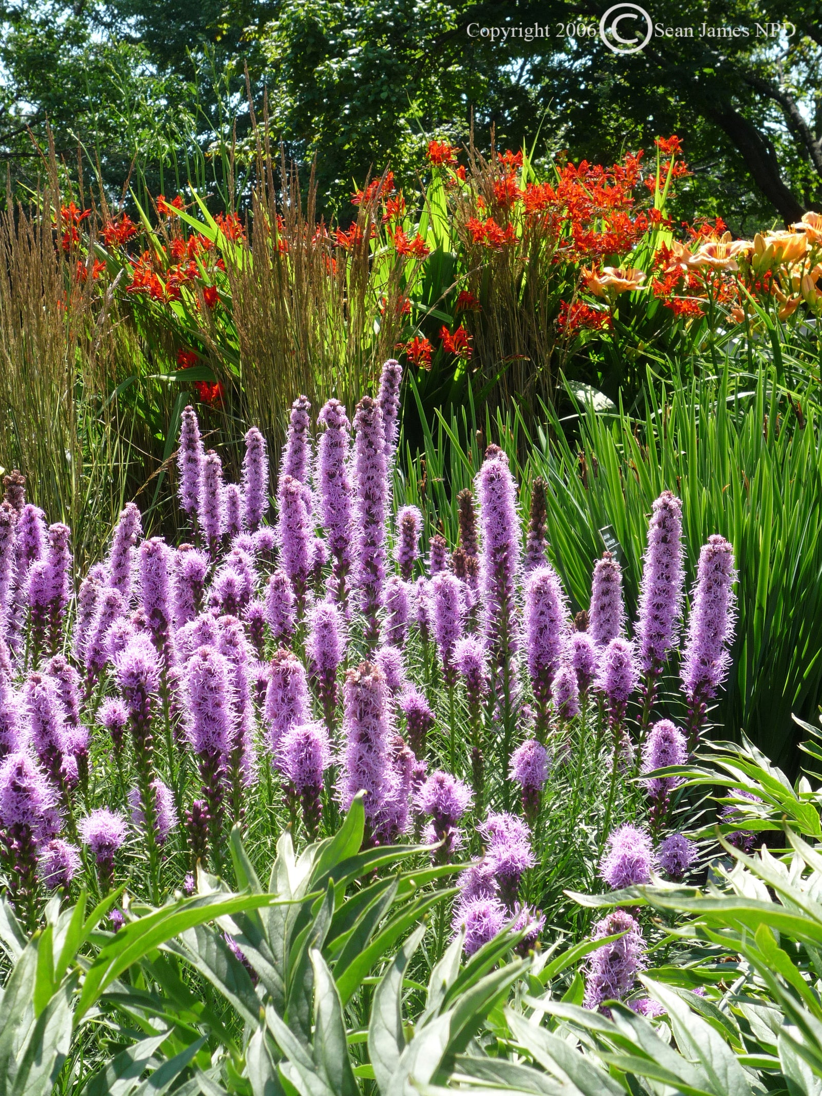 Liatris spicata Dense Blazing Star