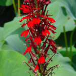 Lobelia cardinalis Cardinal Flower