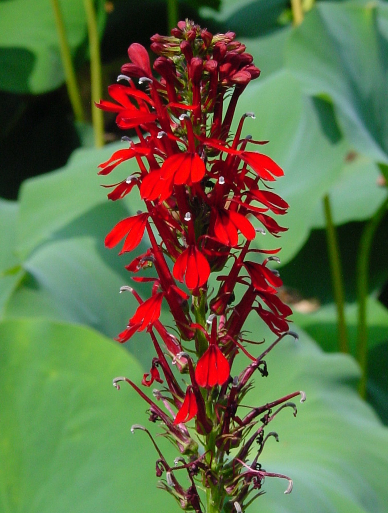 Lobelia cardinalis Cardinal Flower