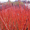 Salix x Flame Flame Willow