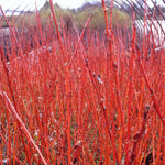 Salix x Flame Flame Willow