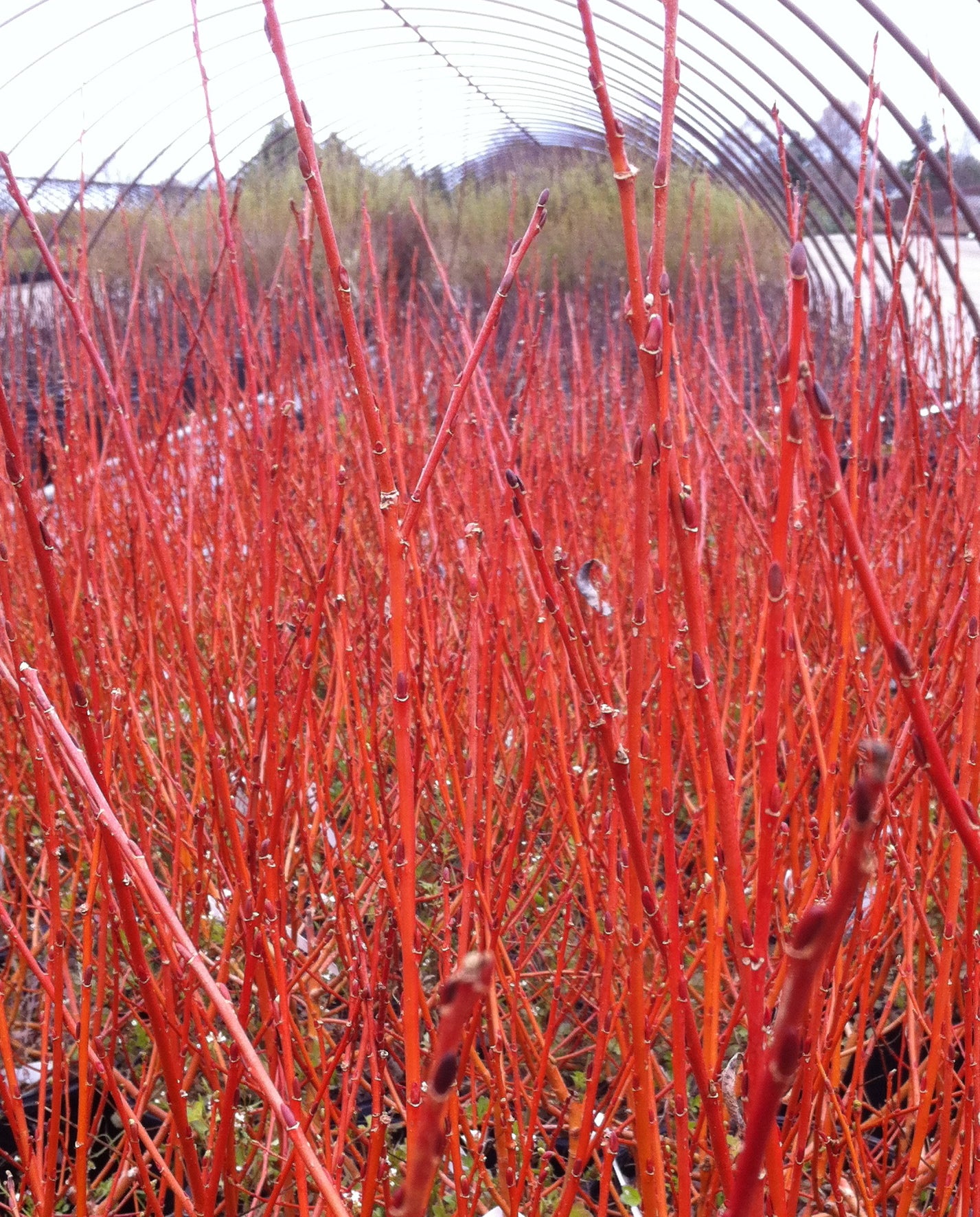 Salix x Flame Flame Willow