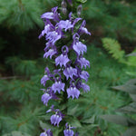 Lobelia siphilitica Great Blue Lobelia