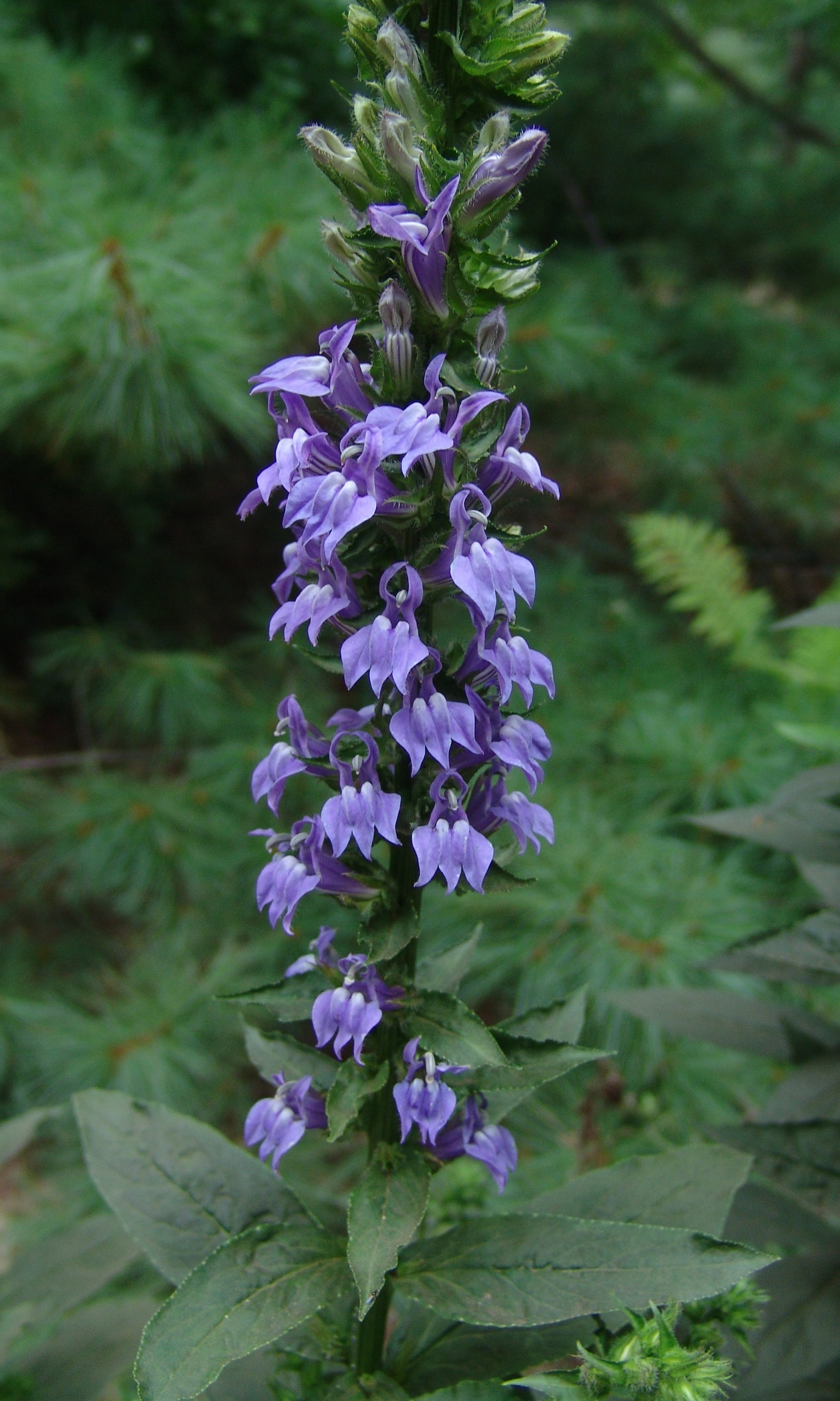 Lobelia siphilitica Great Blue Lobelia