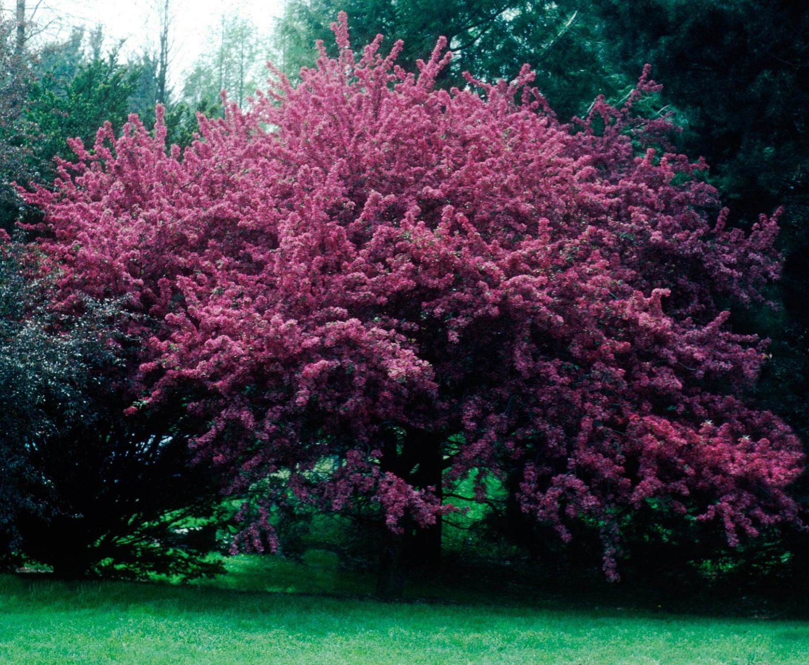 Malus Royal Beauty COPF Royal Beauty Crabapple