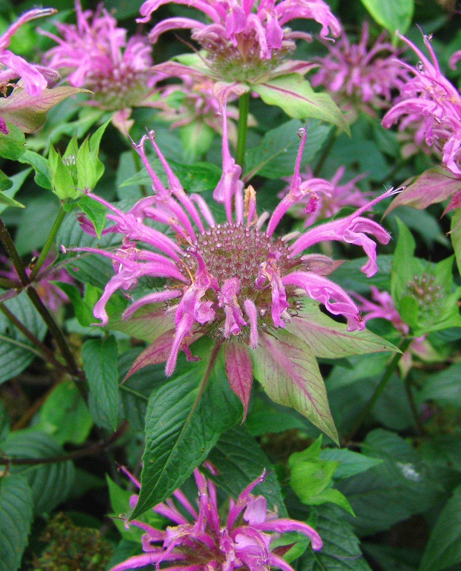 Monarda fistulosa Wild Bergamot