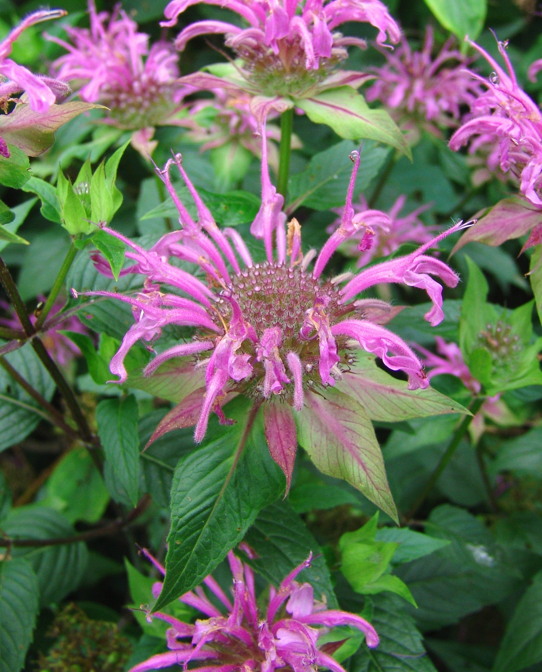 Monarda fistulosa Wild Bergamot