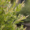 Salix integra Hakuro nishiki Dappled Willow