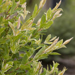 Salix integra Hakuro nishiki Dappled Willow