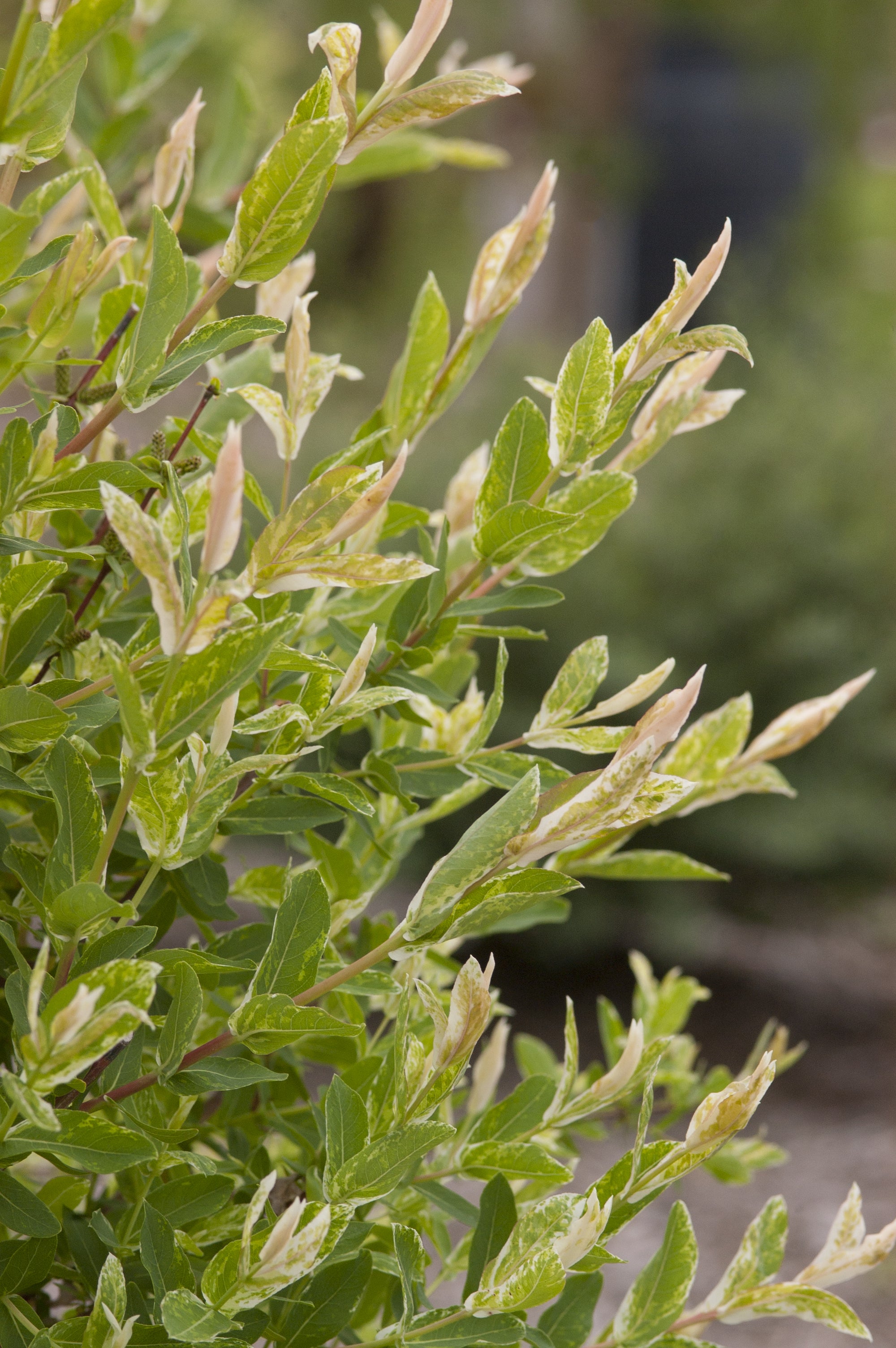 Salix integra Hakuro nishiki Dappled Willow