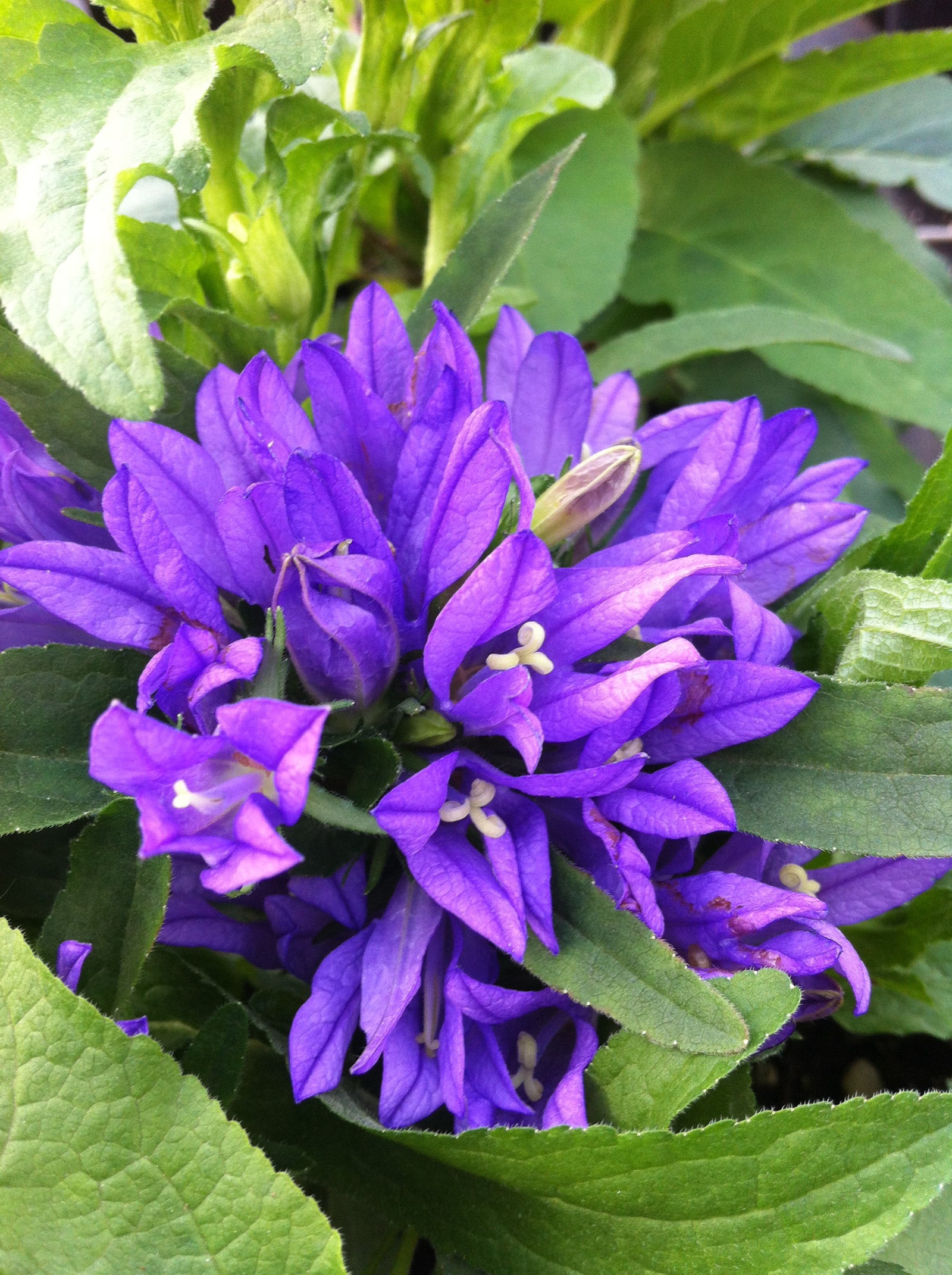 Campanula glomerata Superba Clustered Bellflower