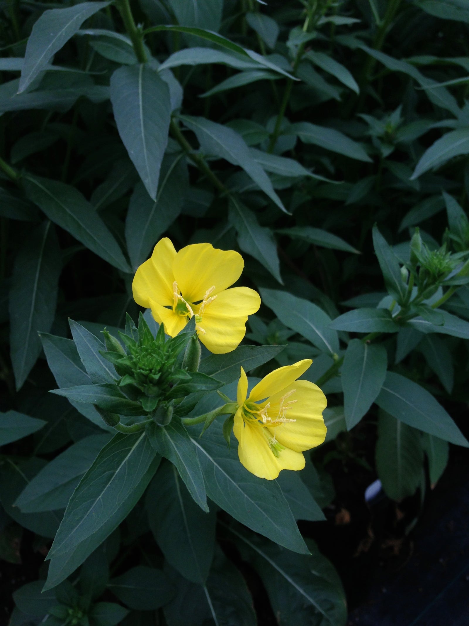 Oenothera biennis Evening Primrose