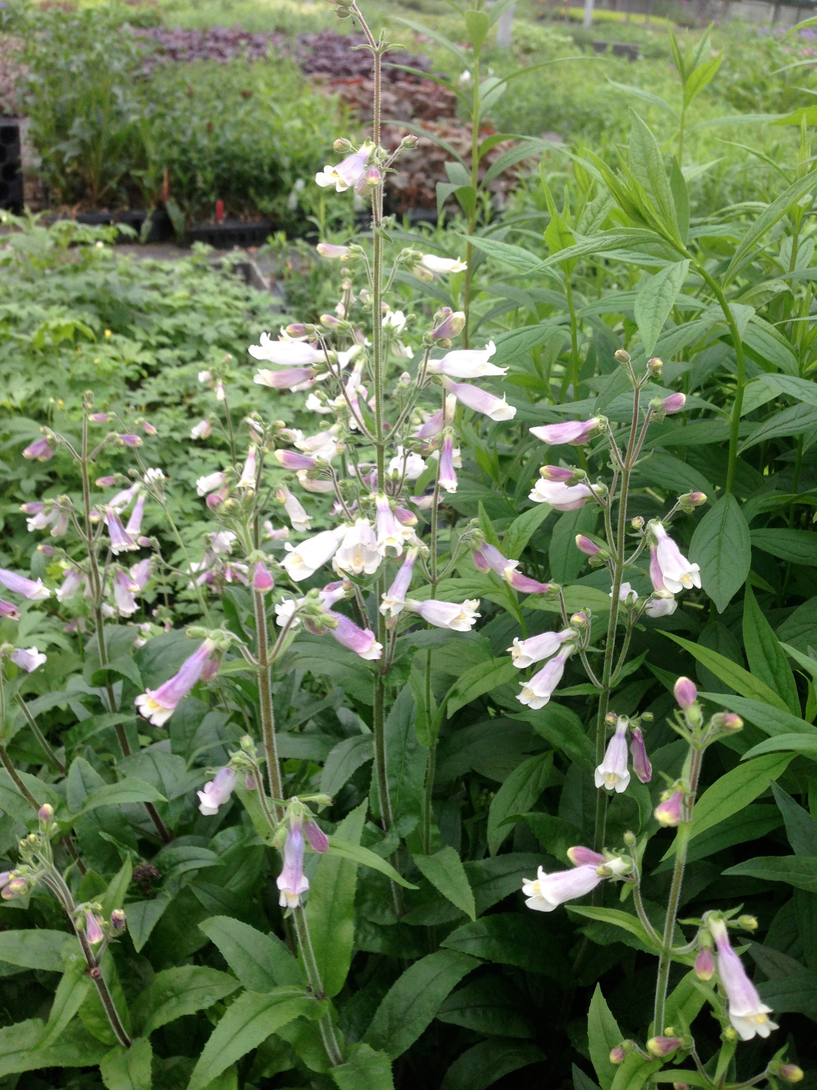 Penstemon hirsutus Hairy Beardtongue