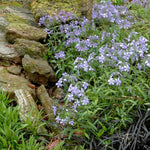 Phlox divaricata Woodland Phlox