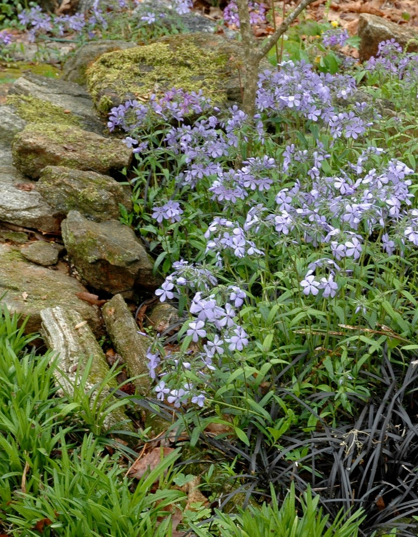 Phlox divaricata Woodland Phlox