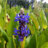 Pontederia cordata Pickerelweed