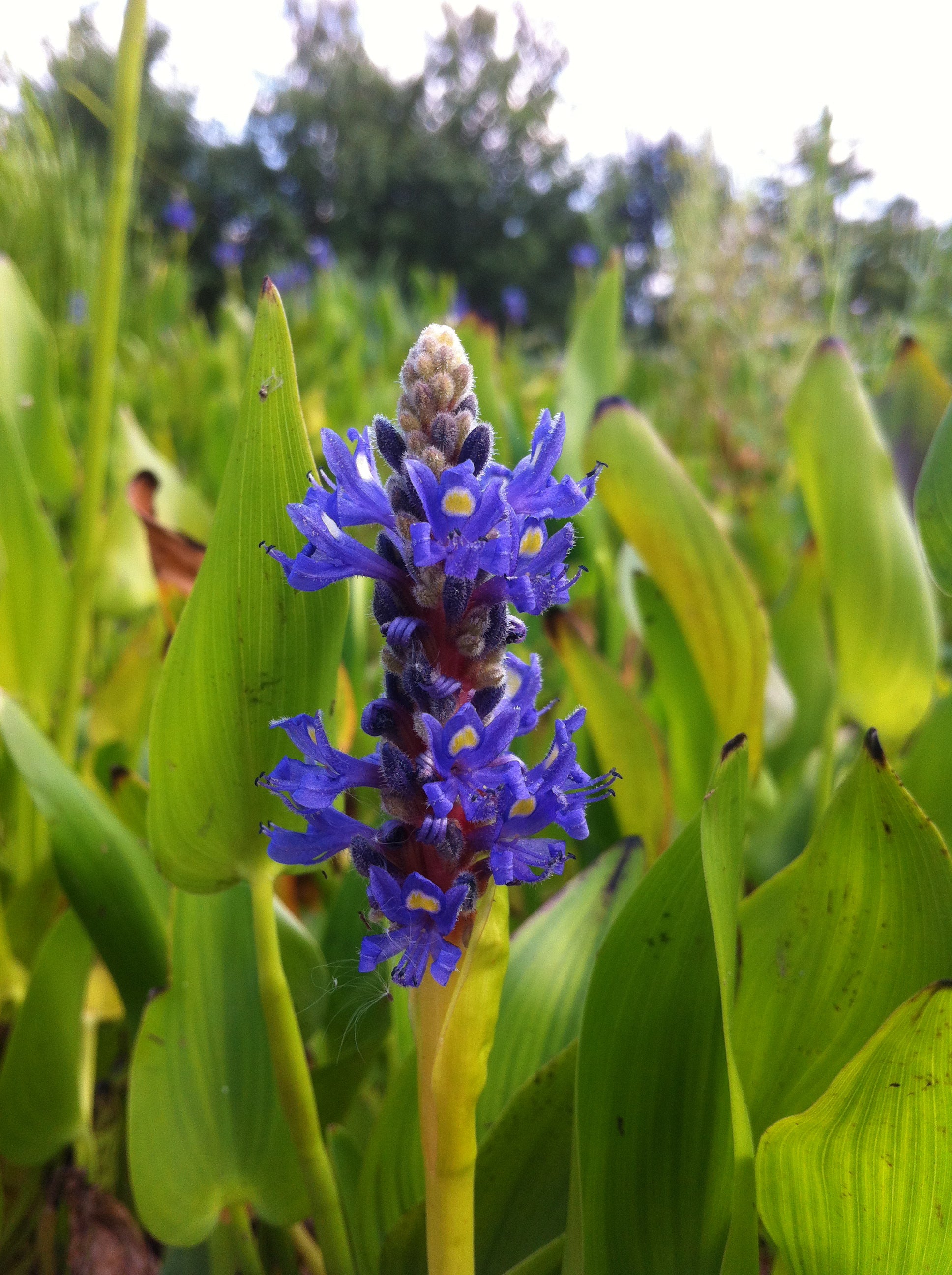 Pontederia cordata Pickerelweed