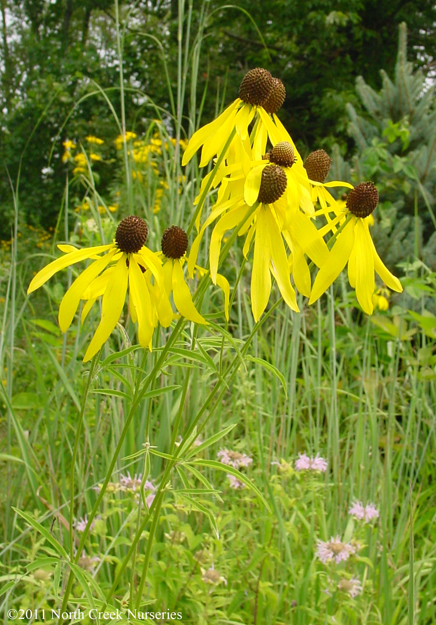 Ratibida pinnata Gray head Coneflower