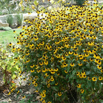 Rudbeckia triloba Three Lobed Coneflower