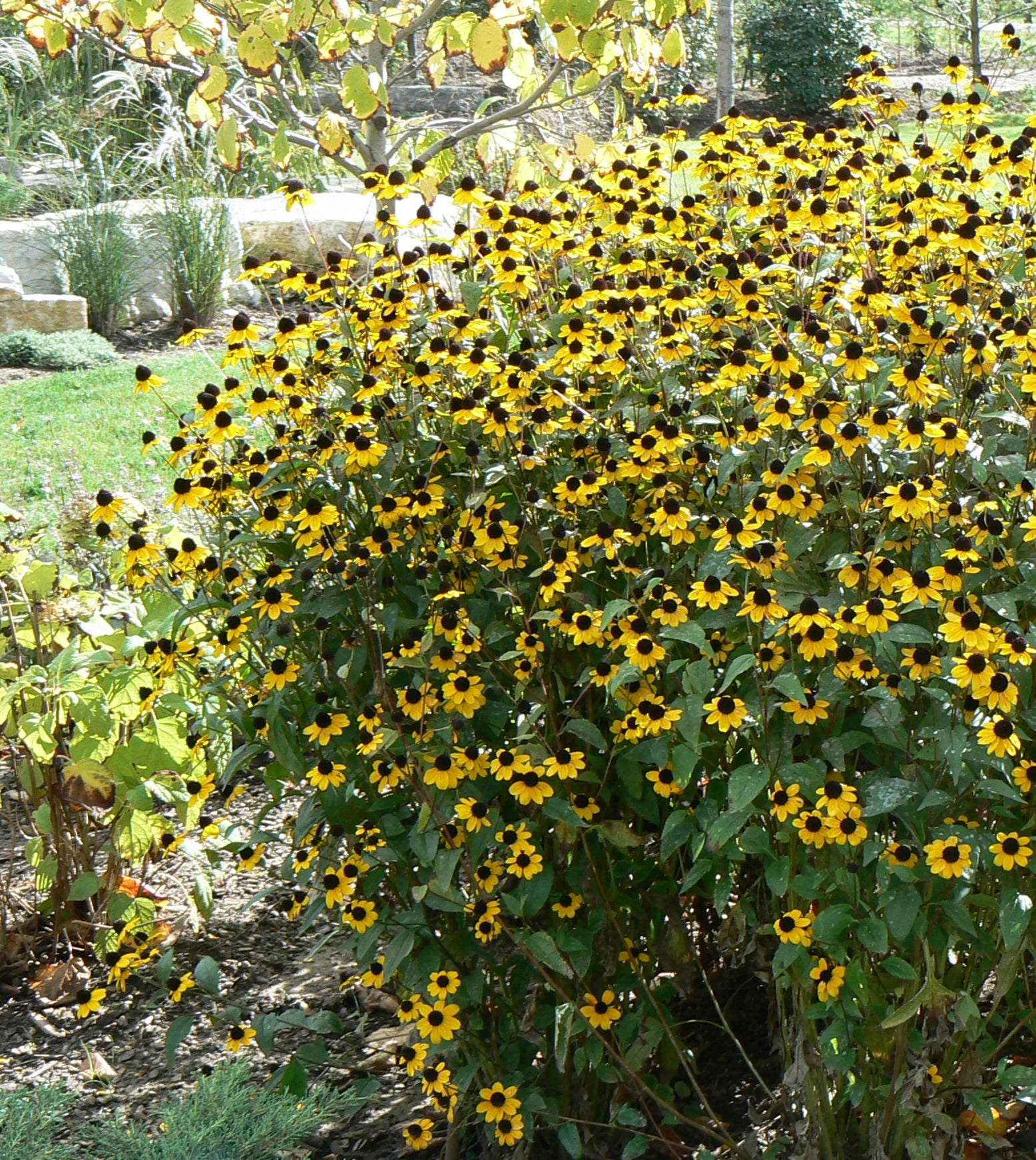 Rudbeckia triloba Three Lobed Coneflower