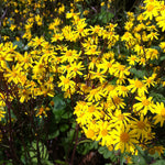 Senecio aureus Golden Ragwort