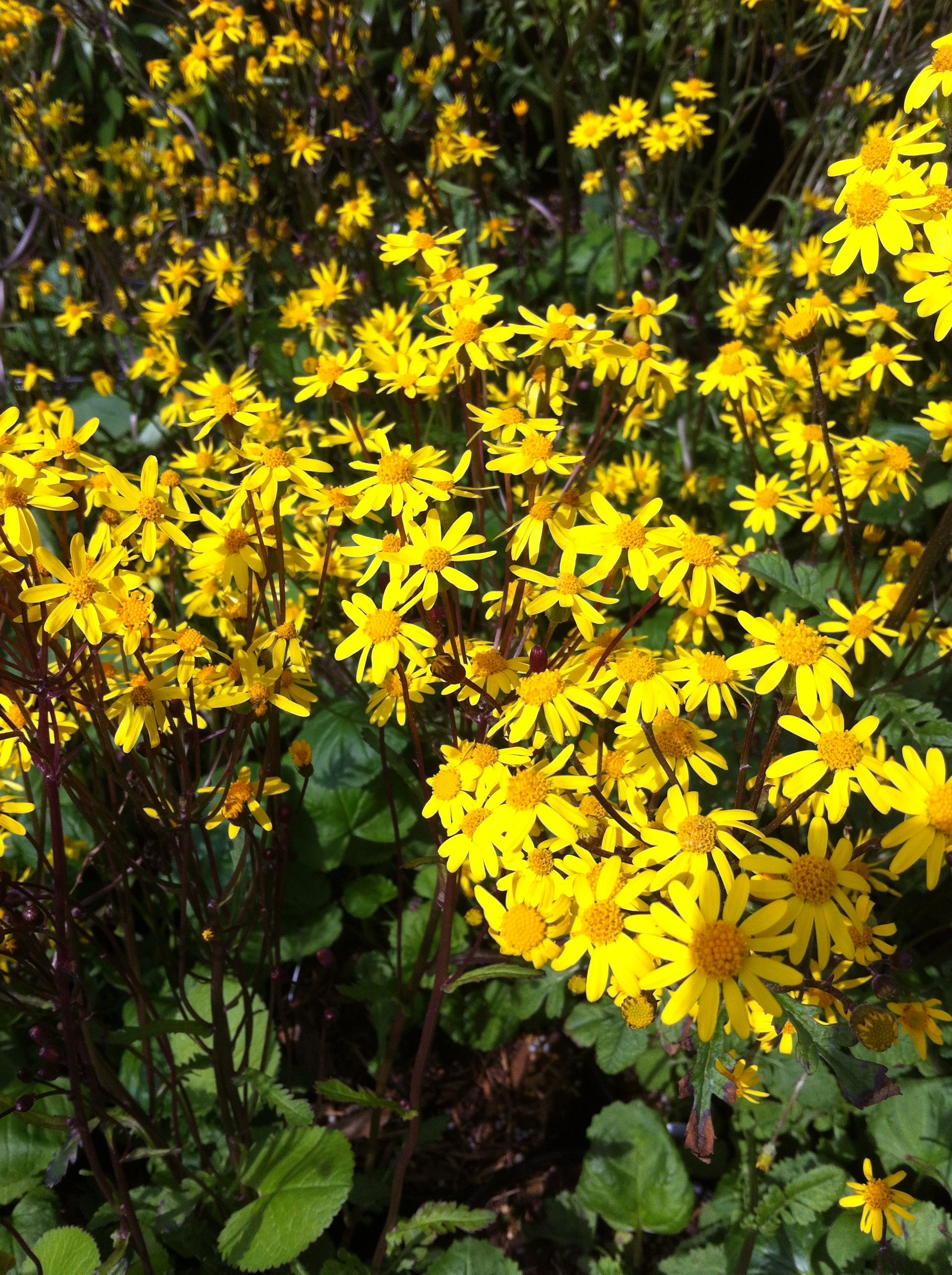 Senecio aureus Golden Ragwort