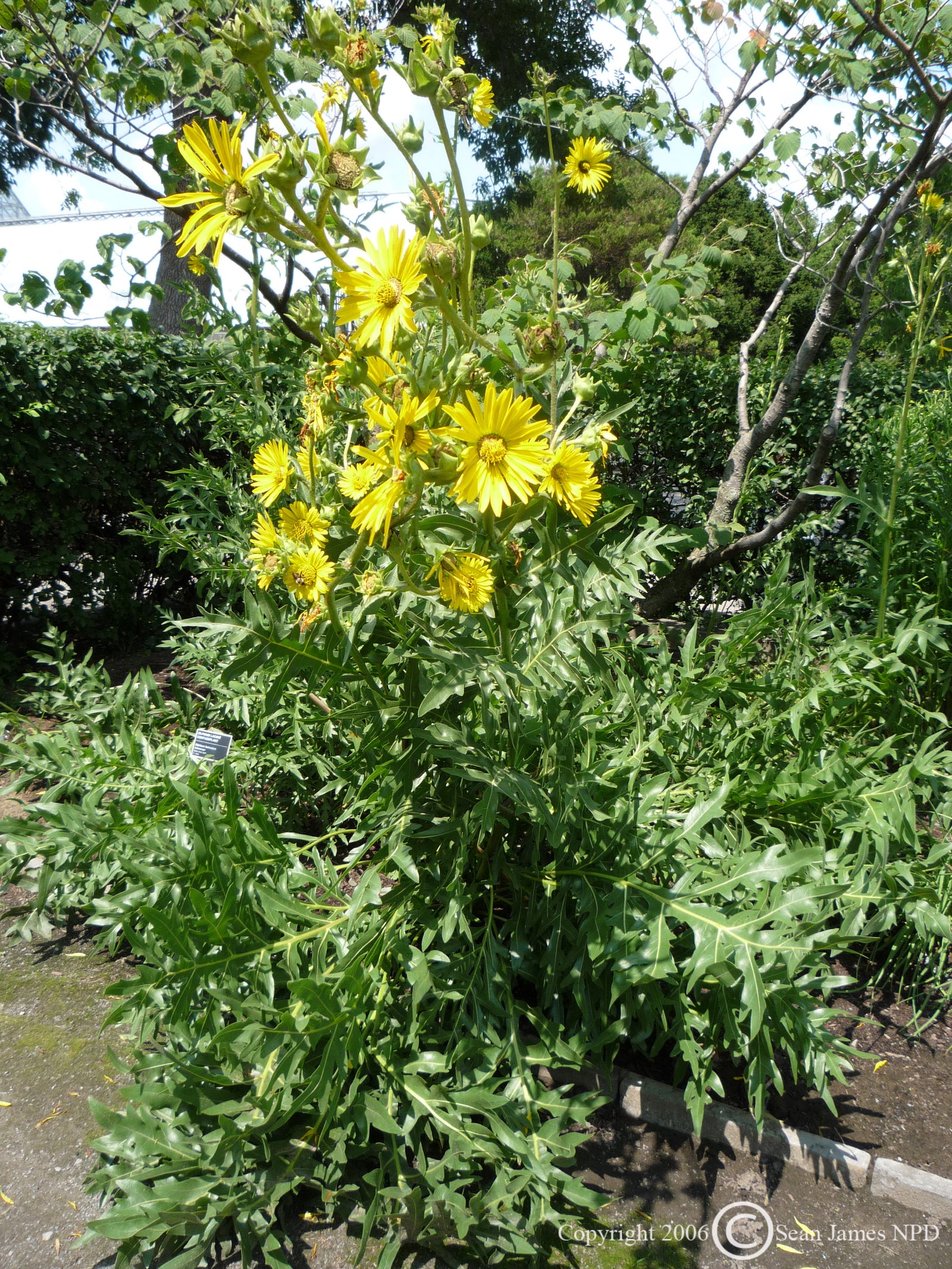 Silphium laciniatum Compass Plant