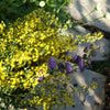 Solidago flexicaulis Zigzag Goldenrod