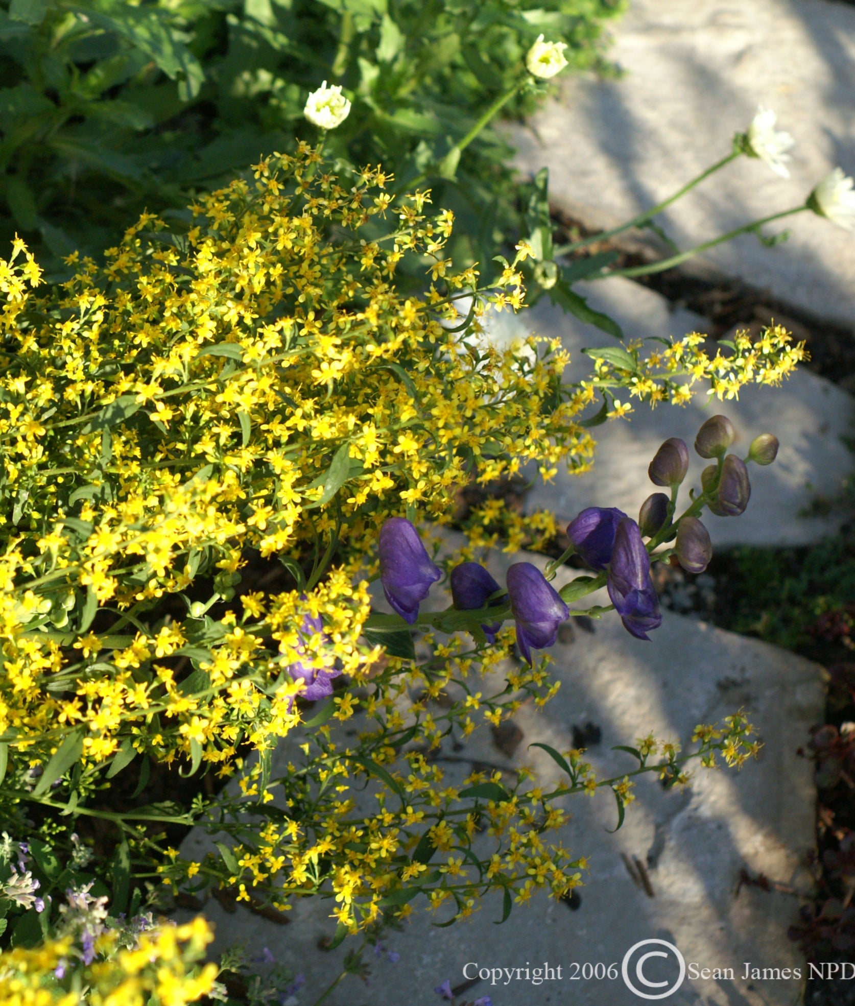 Solidago flexicaulis Zigzag Goldenrod