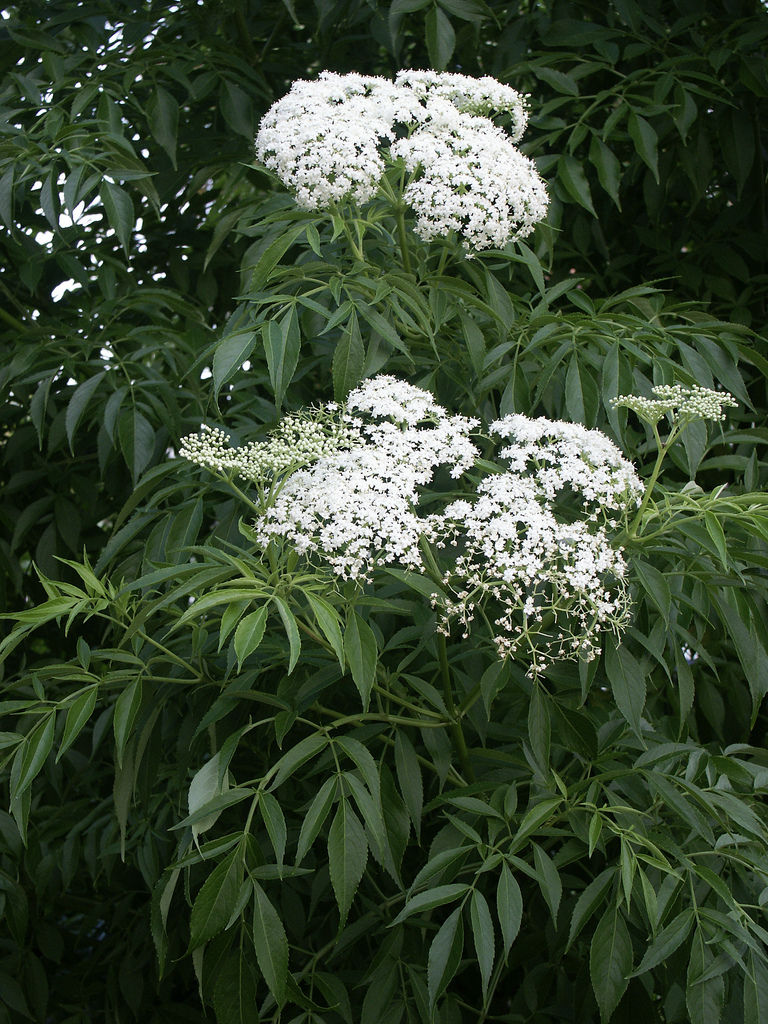 Sambucus canadensis American Elderberry