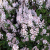 Tiarella cordifolia Foam Flower