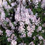 Tiarella cordifolia Foam Flower