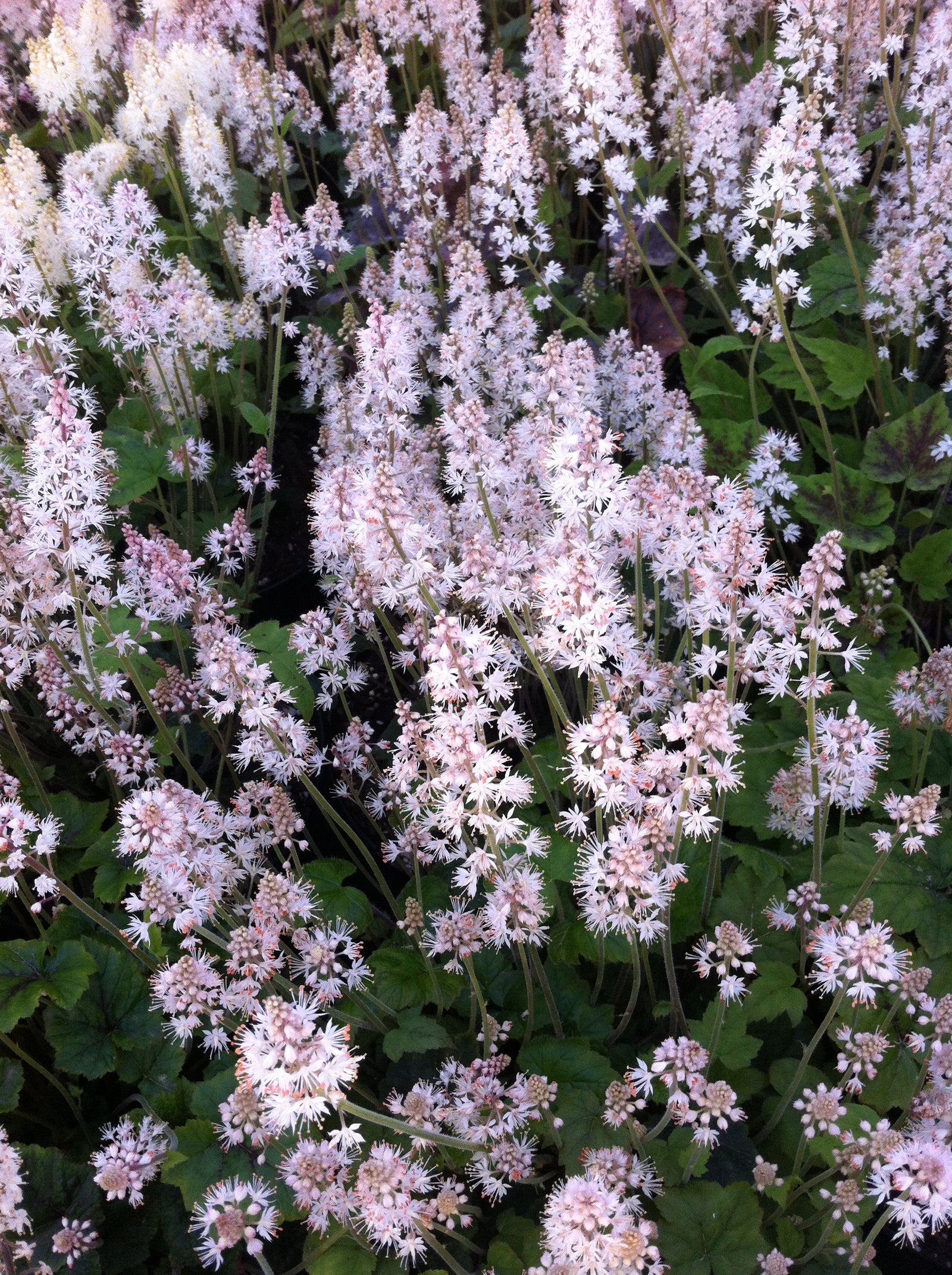 Tiarella cordifolia Foam Flower