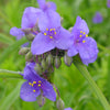 Tradescantia ohiensis Ohio Spiderwort