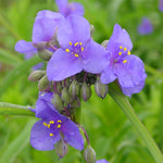 Tradescantia ohiensis Ohio Spiderwort