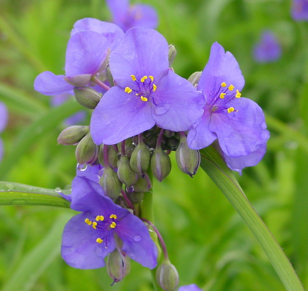 Tradescantia ohiensis Ohio Spiderwort