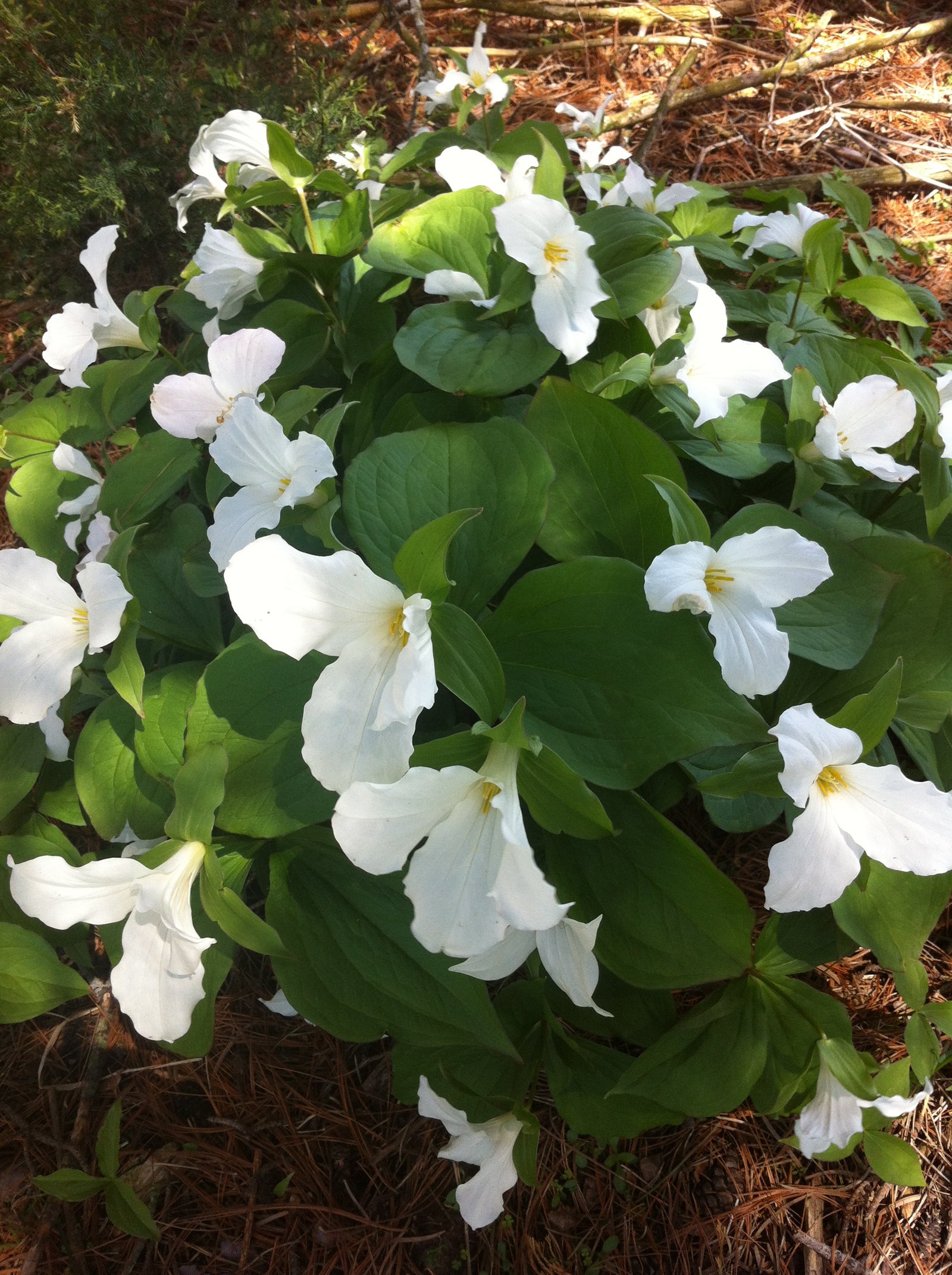 Trillium grandiflorum White Trillium