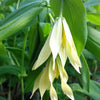 Uvularia grandiflora Large flowered Bellwort