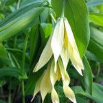 Uvularia grandiflora Large flowered Bellwort