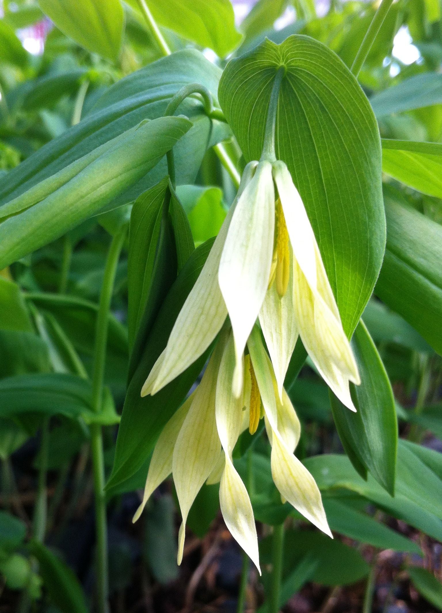 Uvularia grandiflora Large flowered Bellwort