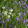 Verbena hastata Blue Vervain